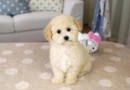 泰迪幼犬日常飲食的注意事項