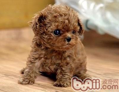泰迪幼犬