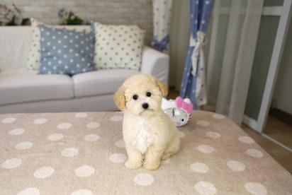 泰迪犬