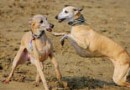 惠比特犬寶寶剛進家要注意什麼