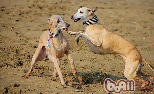 惠比特犬