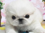 京巴幼犬的喂養方法
