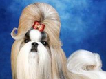 西施犬幼犬期的喂養方法