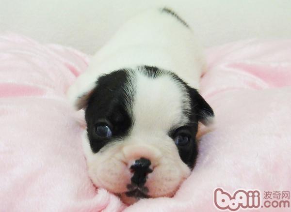 幼犬期狗狗
