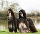 健康科學喂養阿富汗幼犬