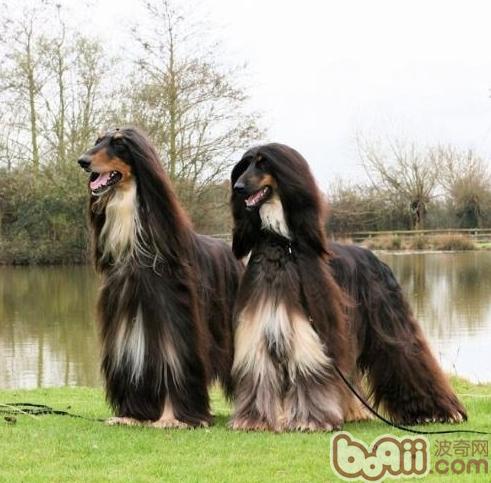 阿富汗犬