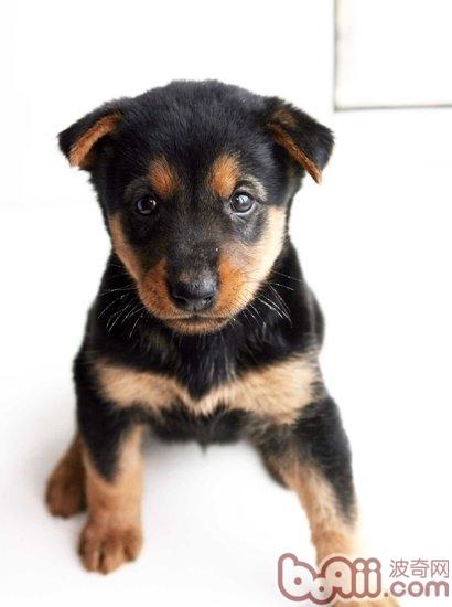 杜賓幼犬