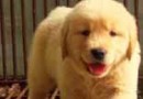 關於如何照顧金毛幼犬