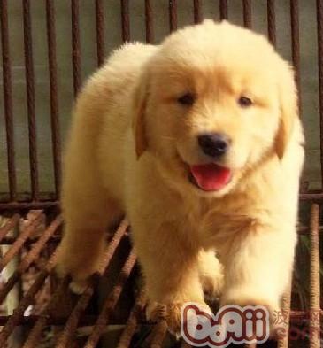金毛犬