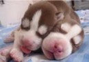 選購幼犬需要注意的事