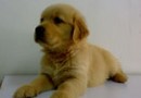 金毛幼犬的飼養護理方法