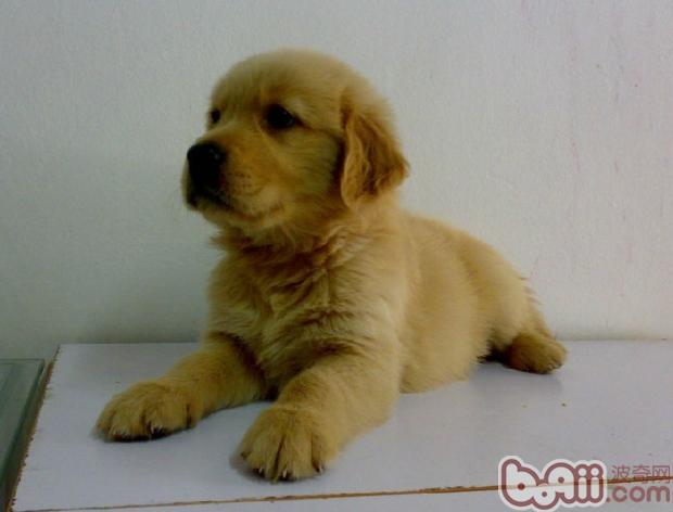 金毛幼犬