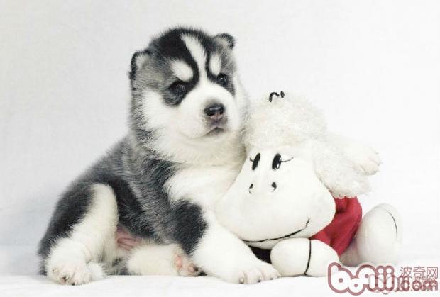 哈士奇幼犬
