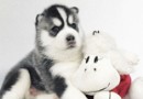 飼養哈士奇幼犬要點