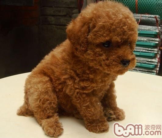 泰迪犬