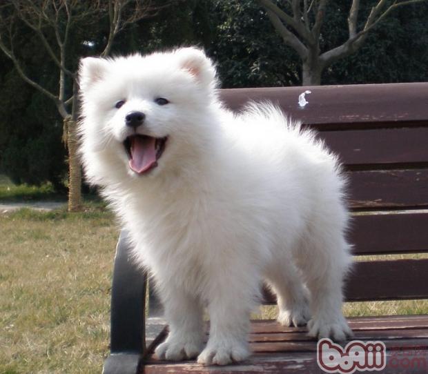 薩摩幼犬