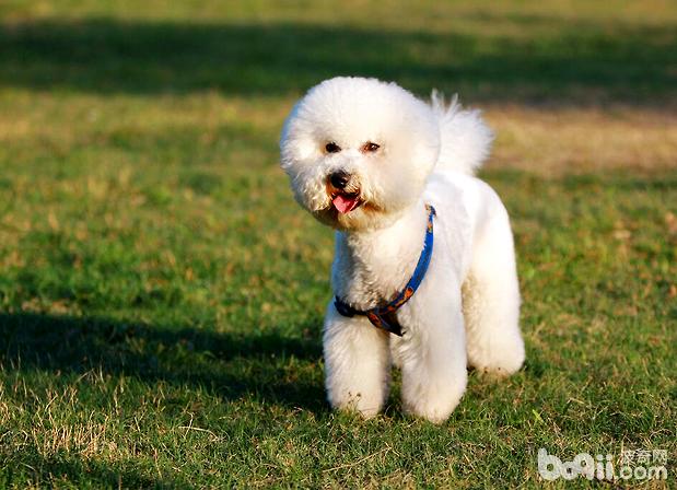 比熊犬