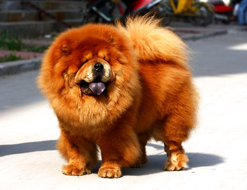 松獅犬