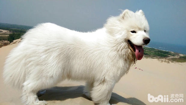 薩摩耶犬