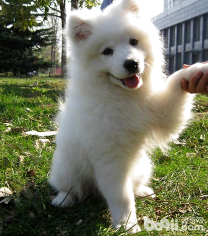 薩摩耶犬