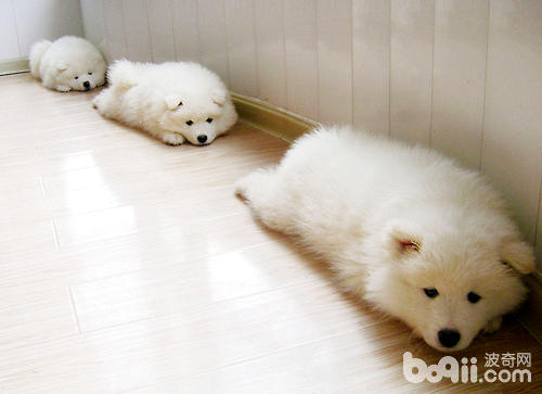 薩摩耶犬