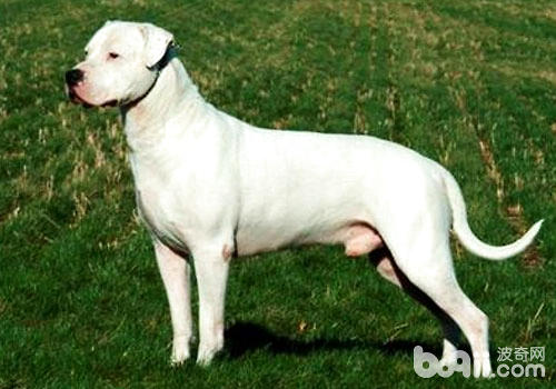 杜高犬