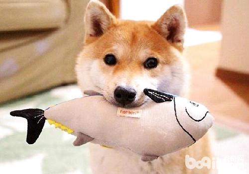 狗狗玩具