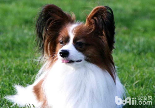 蝴蝶犬
