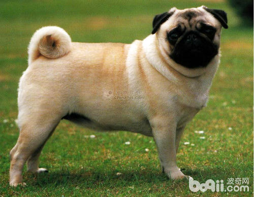 巴哥犬