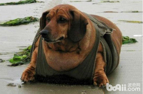 臘腸犬