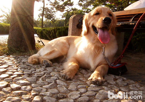 金毛犬