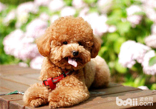 泰迪犬