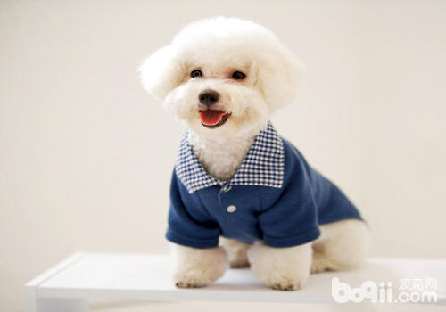 比熊犬