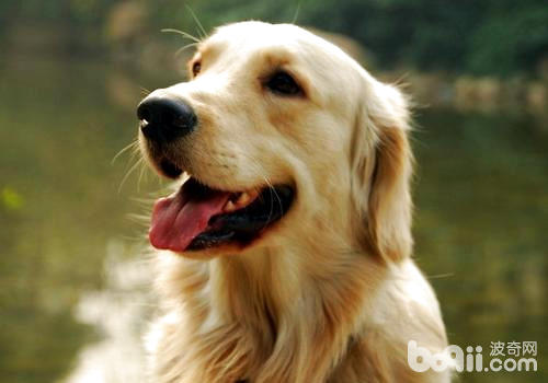 金毛犬