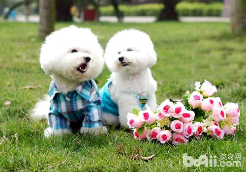 比熊犬