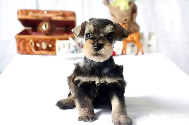 雪納瑞犬
