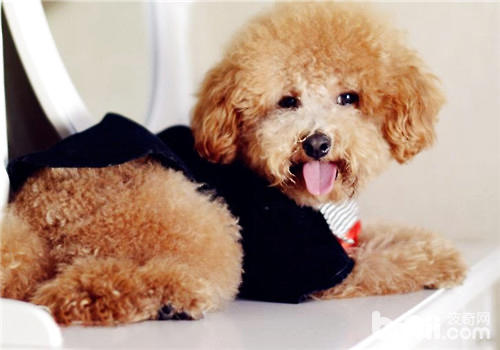 泰迪犬