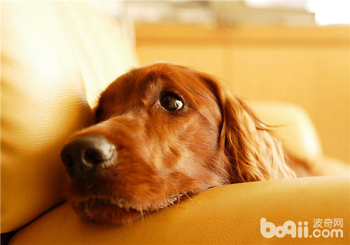 金毛犬
