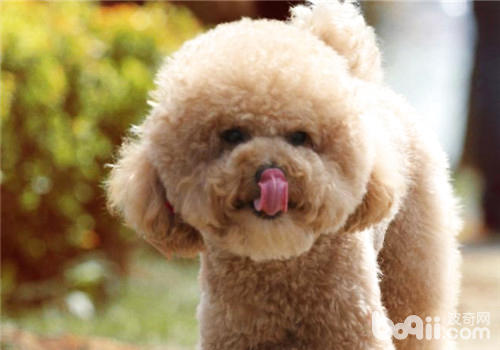 泰迪犬