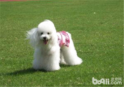 貴賓犬