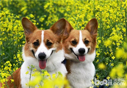 柯基犬