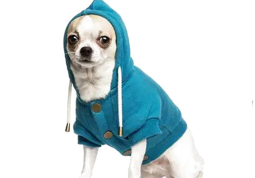 如果是剃毛的狗狗可以穿薄一些的衣服