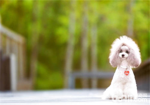 貴賓犬