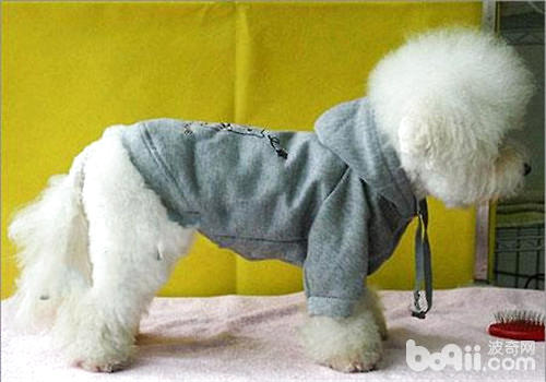 比熊犬