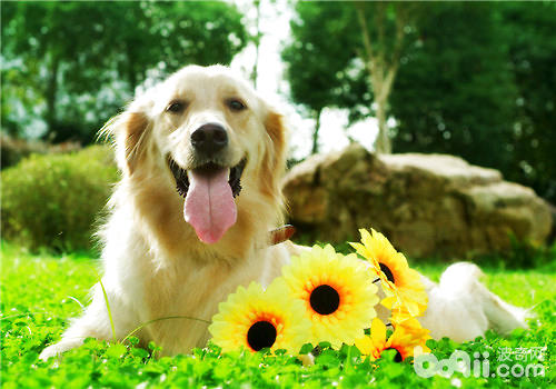 金毛犬