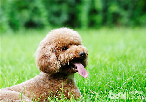 泰迪犬