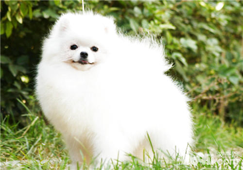 博美犬