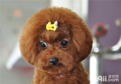 泰迪犬