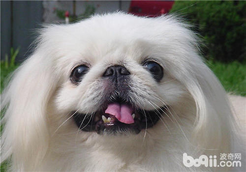京巴犬