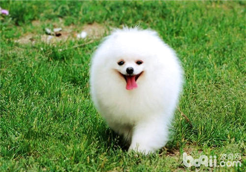 博美犬
